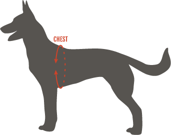 Chest Measurement