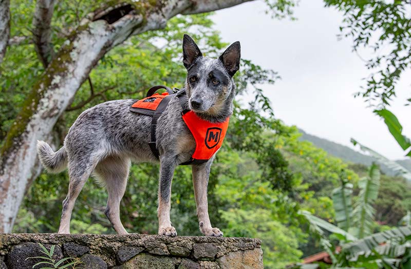 Modern Icon SAR Patrol Dog Harness