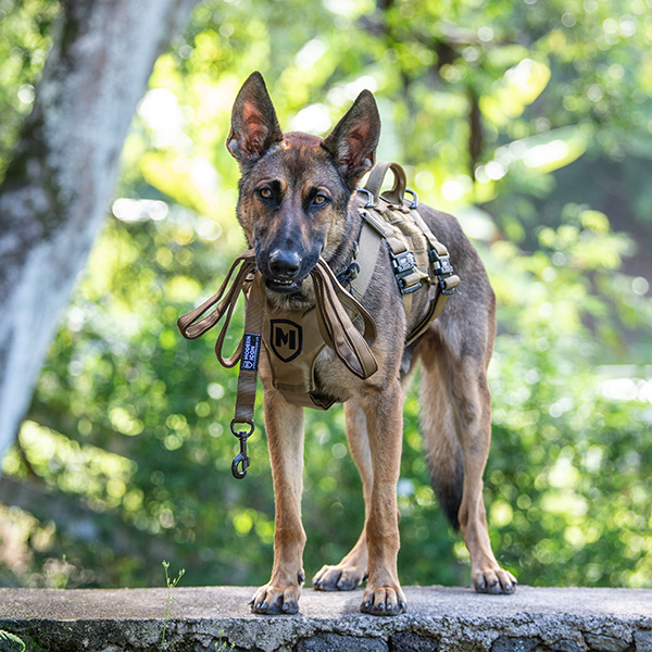Modern Icon K9 Tracking Harness and Defender Lead