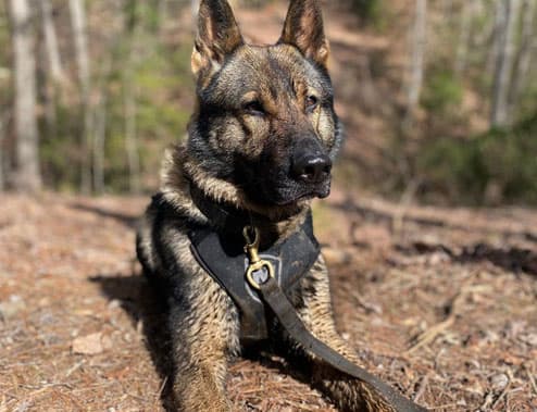 A K9 sitting on the ground in a Modern Icon harness and leash