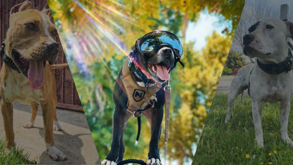 Three American Pit Bull Terriers in the same Modern Icon collar