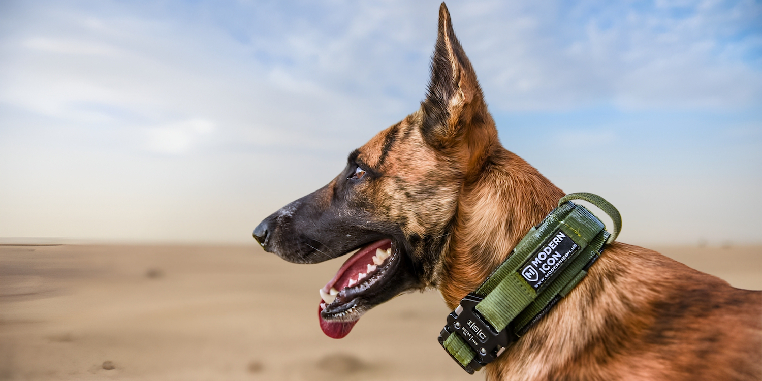 Camo Green collar on a Dutch Shepherd dog on a desert