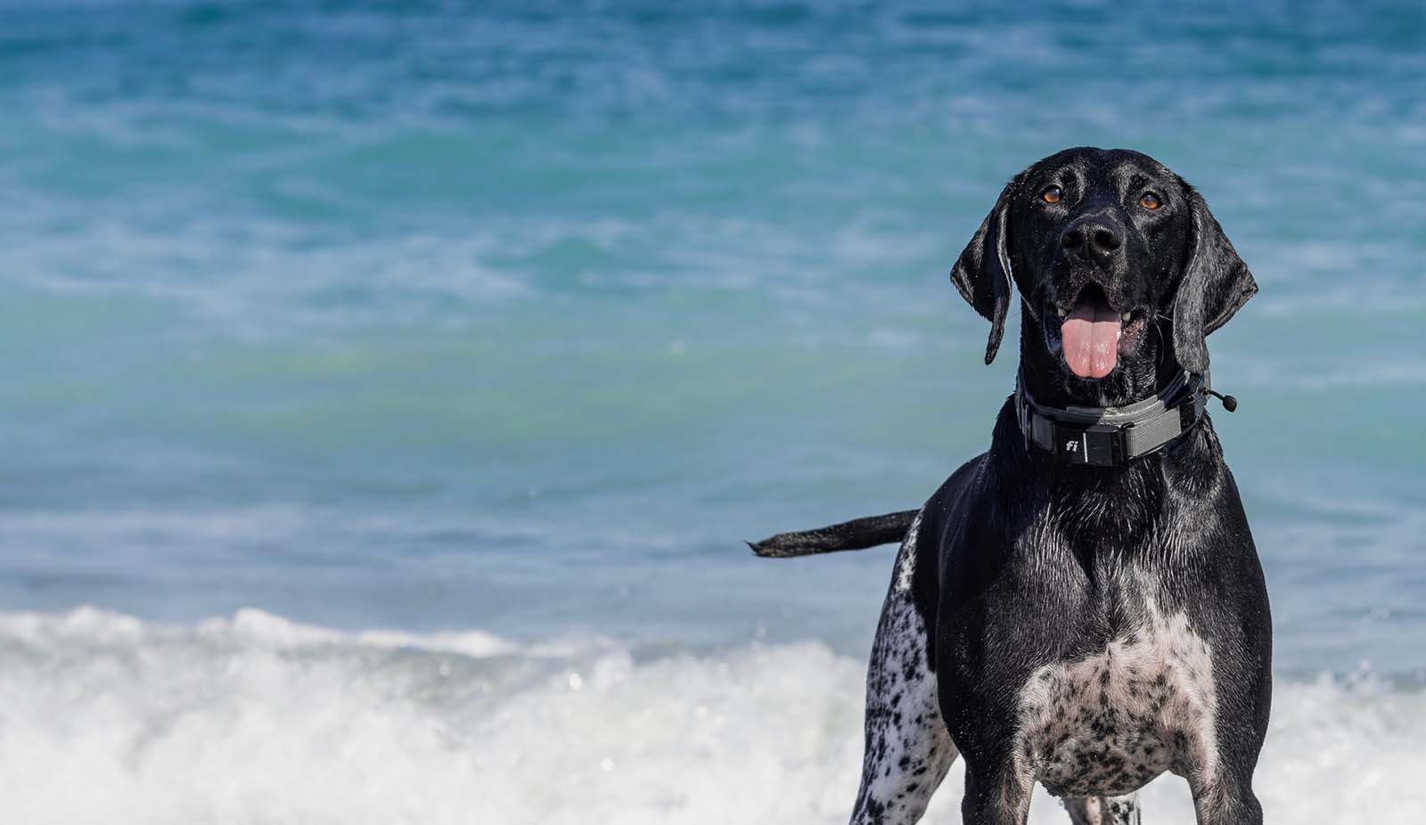 Modern Icon Collar with Fi GPS module at the beach