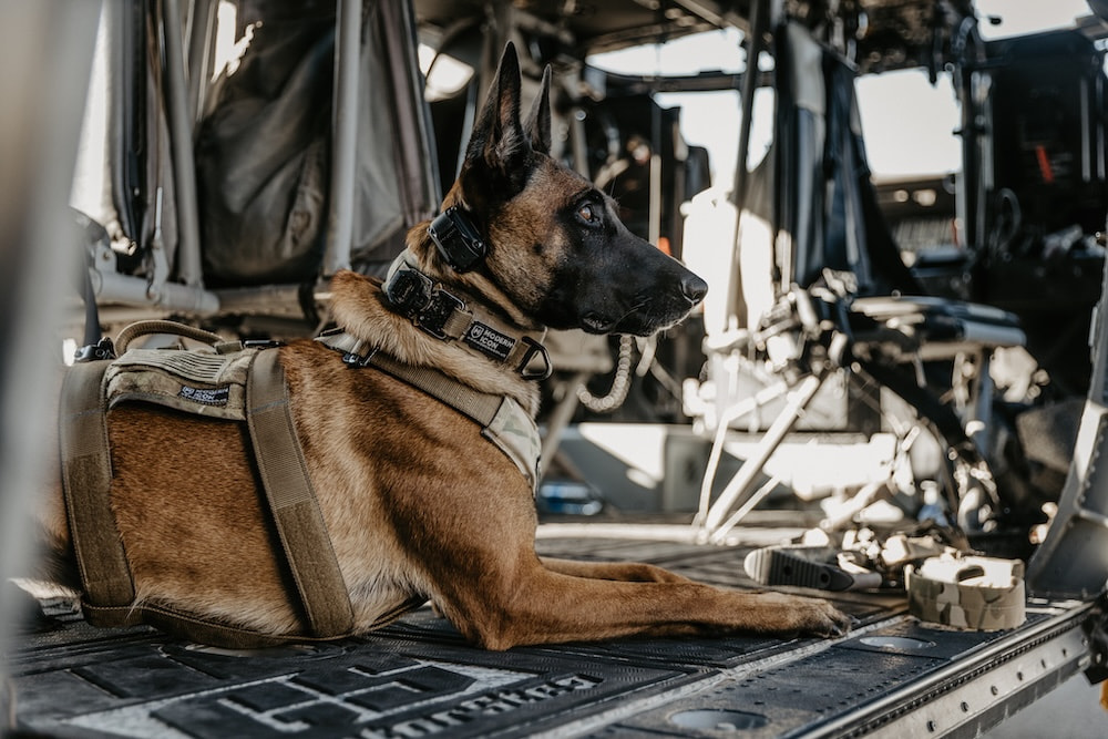 A Belgian malinois wearing the Modern Icon rappelling harness, which is our most elite K9 harnesses